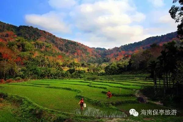 保亭八村木棉观景台图片