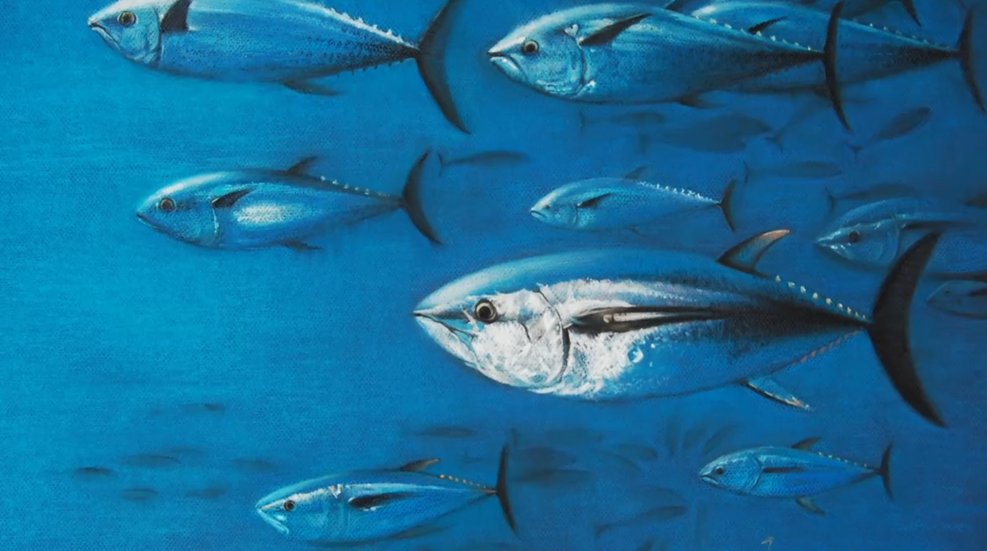 海洋动物小科普十大濒临海洋动物之蓝鳍金枪鱼