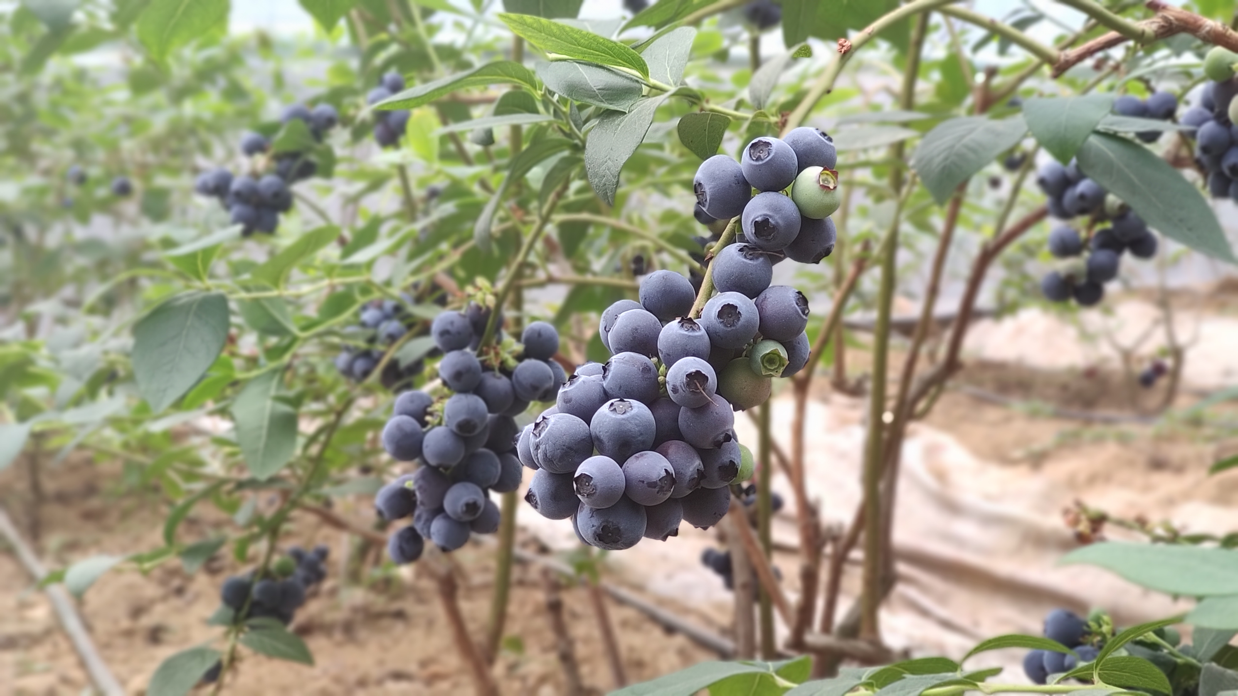 西海岸蓝莓采摘节启动 70家蓝莓采摘园区等你来 